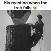 Wood Cutter reaction when tree falls