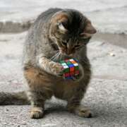 Can this cat solve this rubik's cube?
